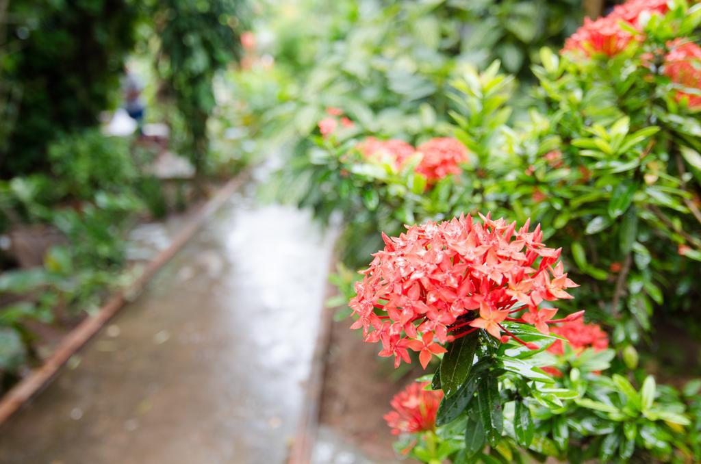 Sea Garden Hostels Haad Rin Bagian luar foto